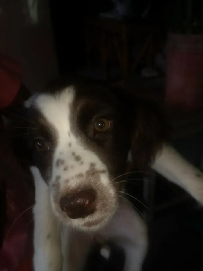 Cachorro ra a Indefinida idade 2 a 6 meses nome São filhotes 