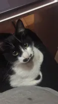 Loki