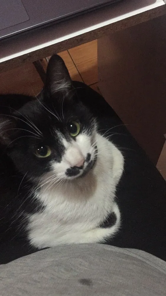 Gato ra a Felina idade 7 a 11 meses nome Loki