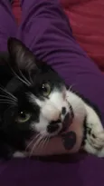 Loki