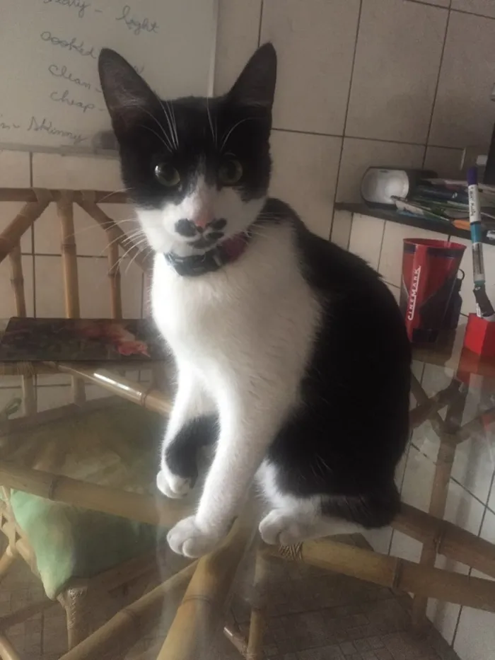 Gato ra a Felina idade 7 a 11 meses nome Loki