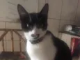 Loki