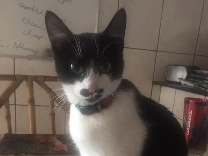 Gato ra a Felina idade 7 a 11 meses nome Loki