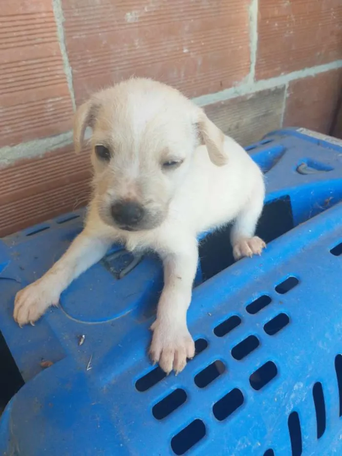 Cachorro ra a Vira lata idade 2 a 6 meses nome Dandara