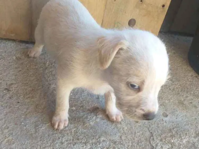 Cachorro ra a Vira lata idade 2 a 6 meses nome Dandara