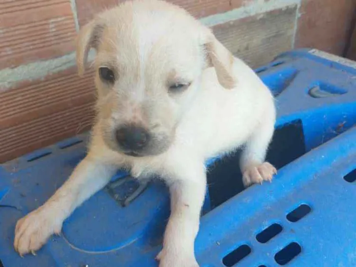 Cachorro ra a Vira lata idade 2 a 6 meses nome Dandara