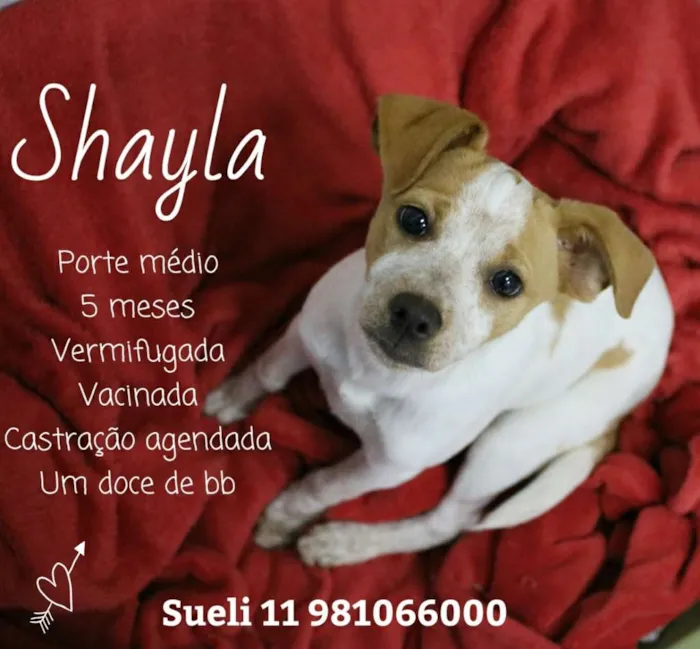 Cachorro ra a Srd idade 2 a 6 meses nome Shayla