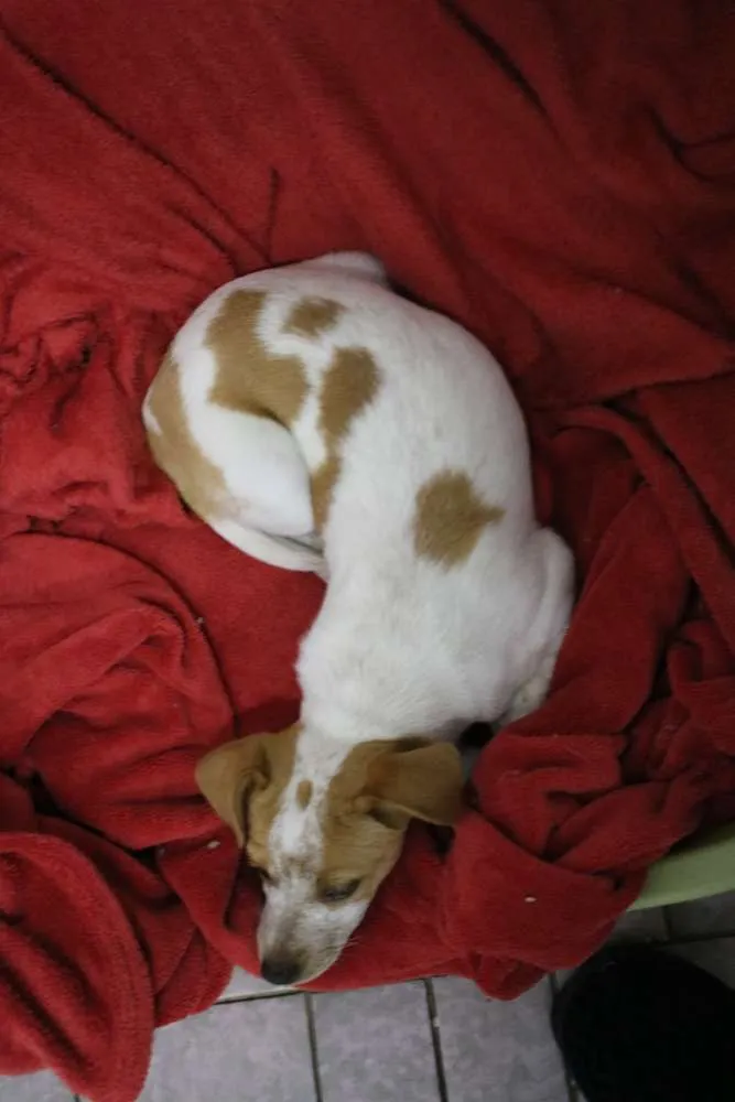 Cachorro ra a Srd idade 2 a 6 meses nome Shayla