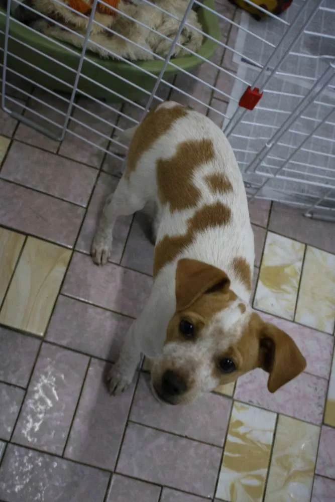Cachorro ra a Srd idade 2 a 6 meses nome Shayla