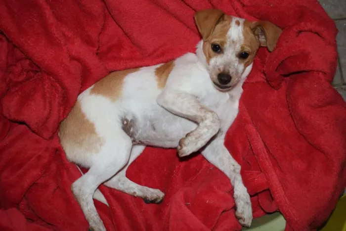 Cachorro ra a Srd idade 2 a 6 meses nome Shayla