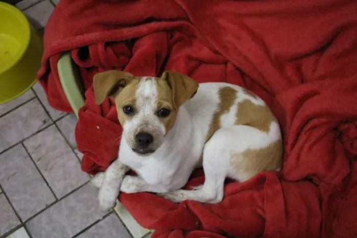 Cachorro ra a Srd idade 2 a 6 meses nome Shayla