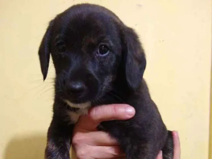 Cachorro ra a Srd idade 2 a 6 meses nome Bily