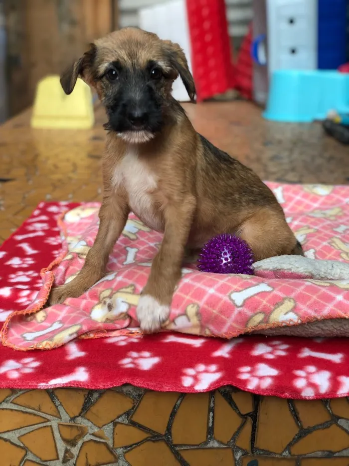 Cachorro ra a Srd idade  nome Cacau