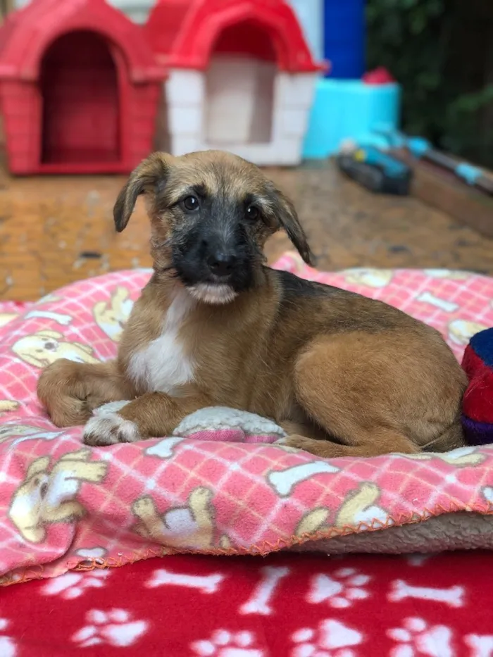 Cachorro ra a Srd idade  nome Cacau