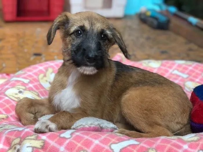 Cachorro ra a Srd idade  nome Cacau
