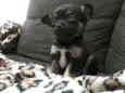 Loki