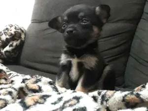 Cachorro raça Sem raça definida idade 2 a 6 meses nome Loki