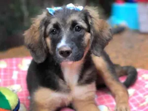 Cachorro raça Srd idade  nome Rochelle