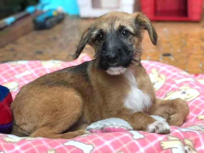 Cachorro ra a Srd idade  nome Cacau