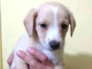 Cachorro raça Srd idade 2 a 6 meses nome Bily