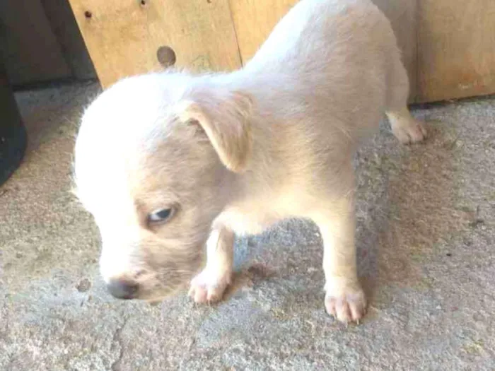 Cachorro ra a Vira lata idade 2 a 6 meses nome Dandara