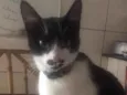 Loki
