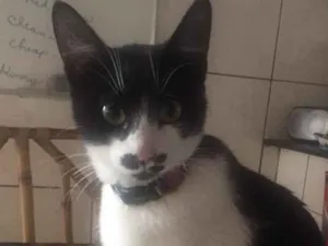 Gato raça Felina idade 7 a 11 meses nome Loki