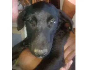 Cachorro raça Indefinida idade 2 a 6 meses nome São filhotes 