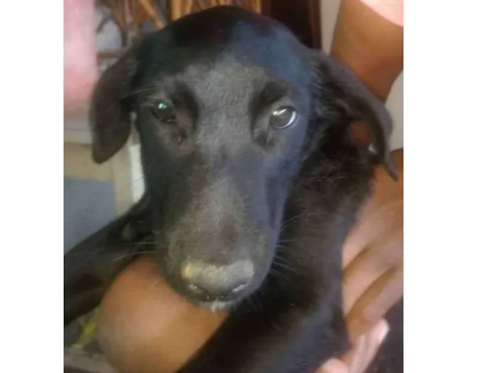 Cachorro ra a Indefinida idade 2 a 6 meses nome São filhotes 