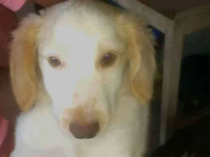 Cachorro ra a Indefinida idade 2 a 6 meses nome São filhotes 