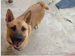 Cachorro raça Pastor alemão com viralata idade 1 ano nome Rusck