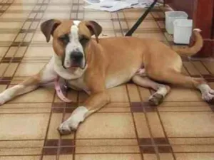 Cachorro raça Boxer idade 2 anos nome Apolo