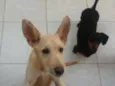 Piteca