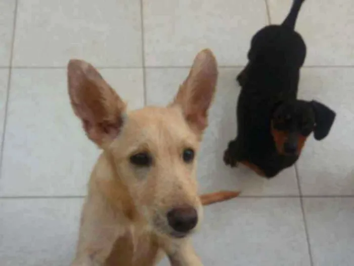 Cachorro ra a Vira-lata  idade 1 ano nome Piteca