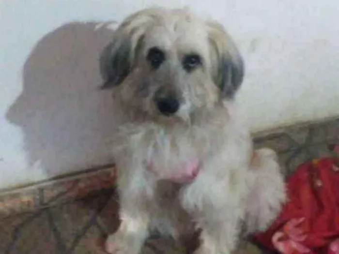 Cachorro ra a SRD idade 2 anos nome Luna