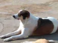 Nenê