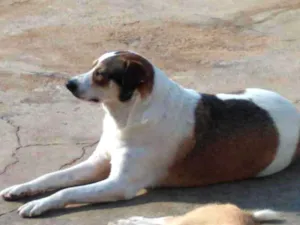 Cachorro raça SRD idade 3 anos nome Nenê