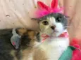 BISCUIT