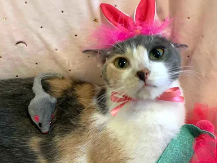 Gato ra a SRD idade 7 a 11 meses nome BISCUIT