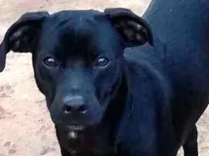Cachorro raça SRD idade 1 ano nome Bolt