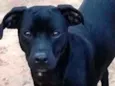 Bolt