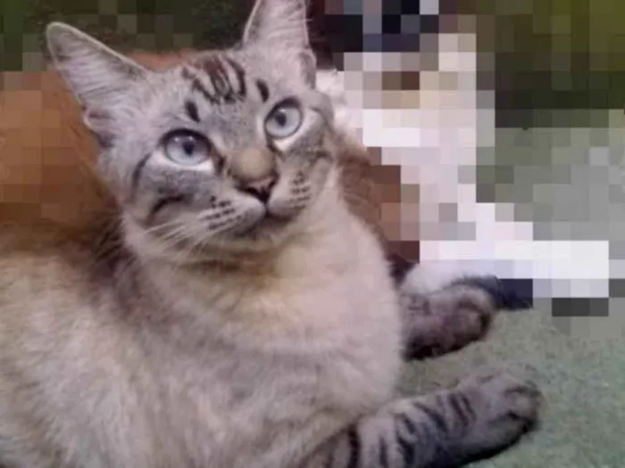 Gato ra a Gorá idade 5 anos nome Sacha 