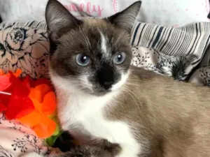 Gato raça SRD idade 7 a 11 meses nome SAYURI