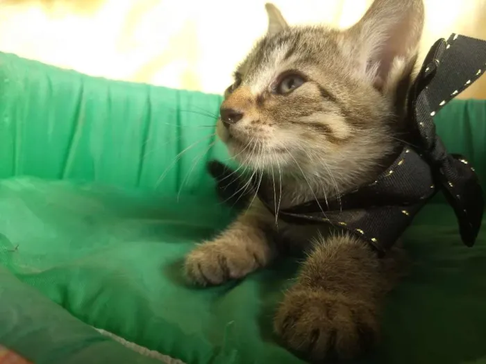 Gato ra a Vira lata idade Abaixo de 2 meses nome Sem nomes