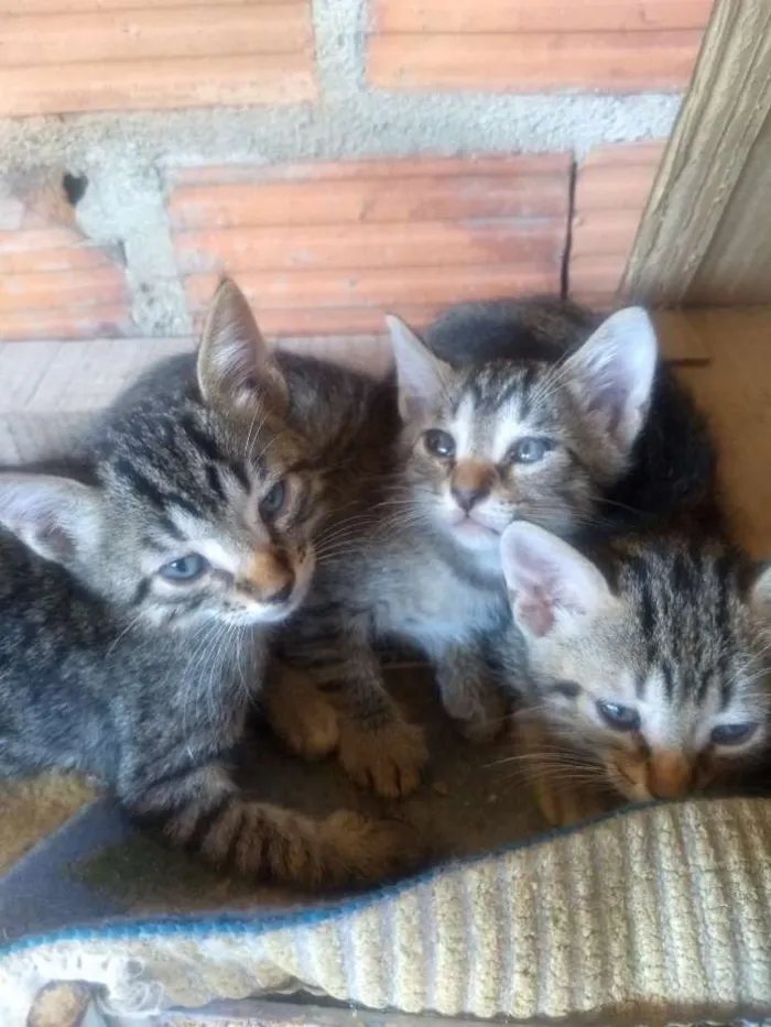 Gato ra a Vira lata idade Abaixo de 2 meses nome Sem nomes