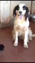 Bob 