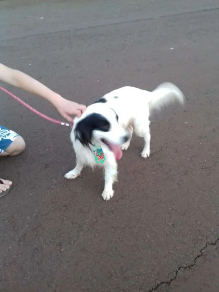 Cachorro ra a Boder collie idade 2 anos nome Bob 