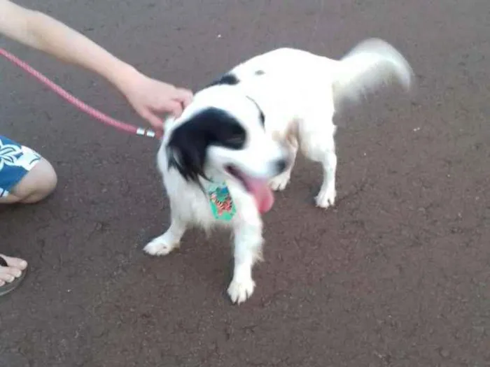 Cachorro ra a Boder collie idade 2 anos nome Bob 