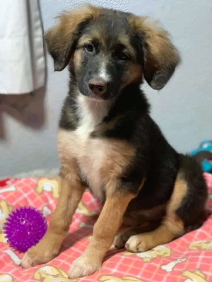 Cachorro ra a Srd idade  nome Rochelle