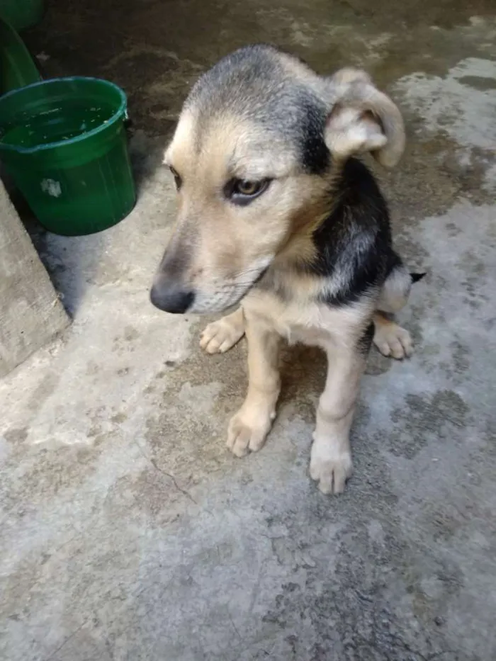 Cachorro ra a Vira-lata idade 2 a 6 meses nome Shakira / Pretinha